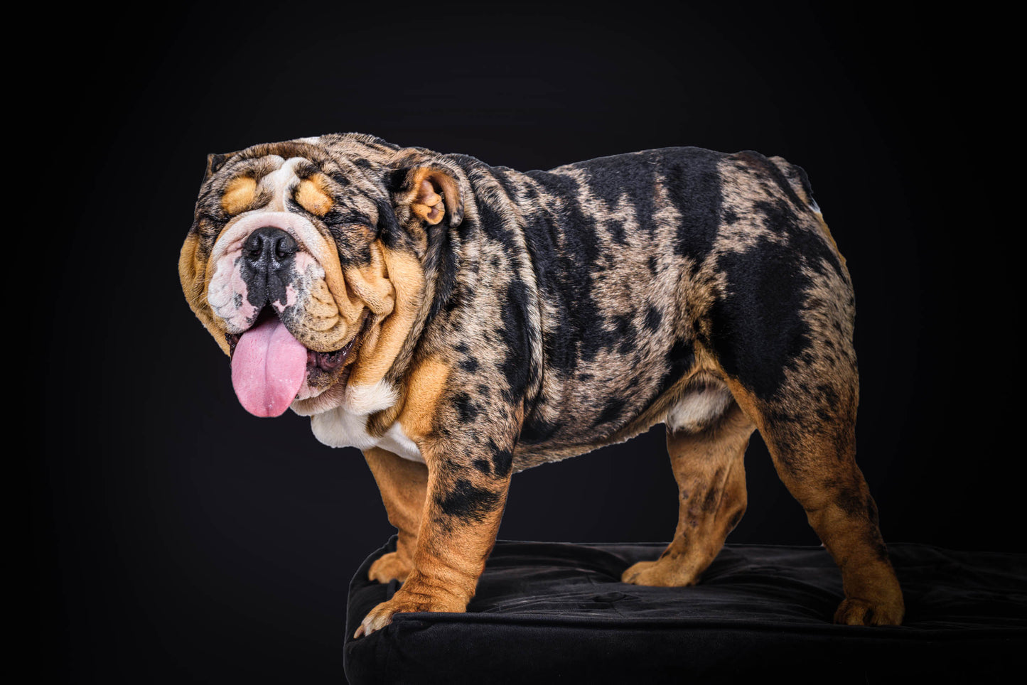 Mr Bow Chicka Wow Wow - Bulldog Stud Duty Fee