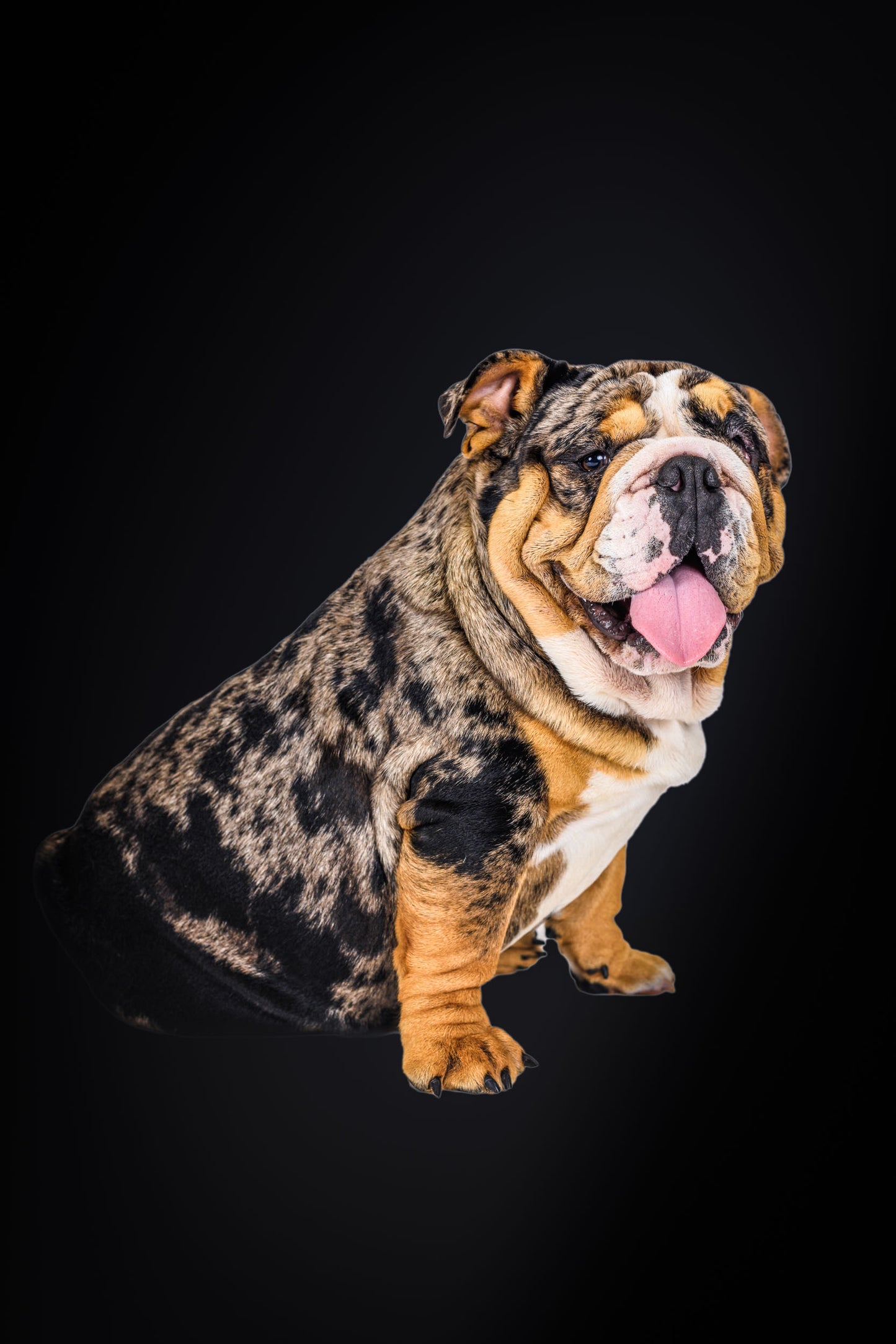 Mr Bow Chicka Wow Wow - Bulldog Stud Duty Fee