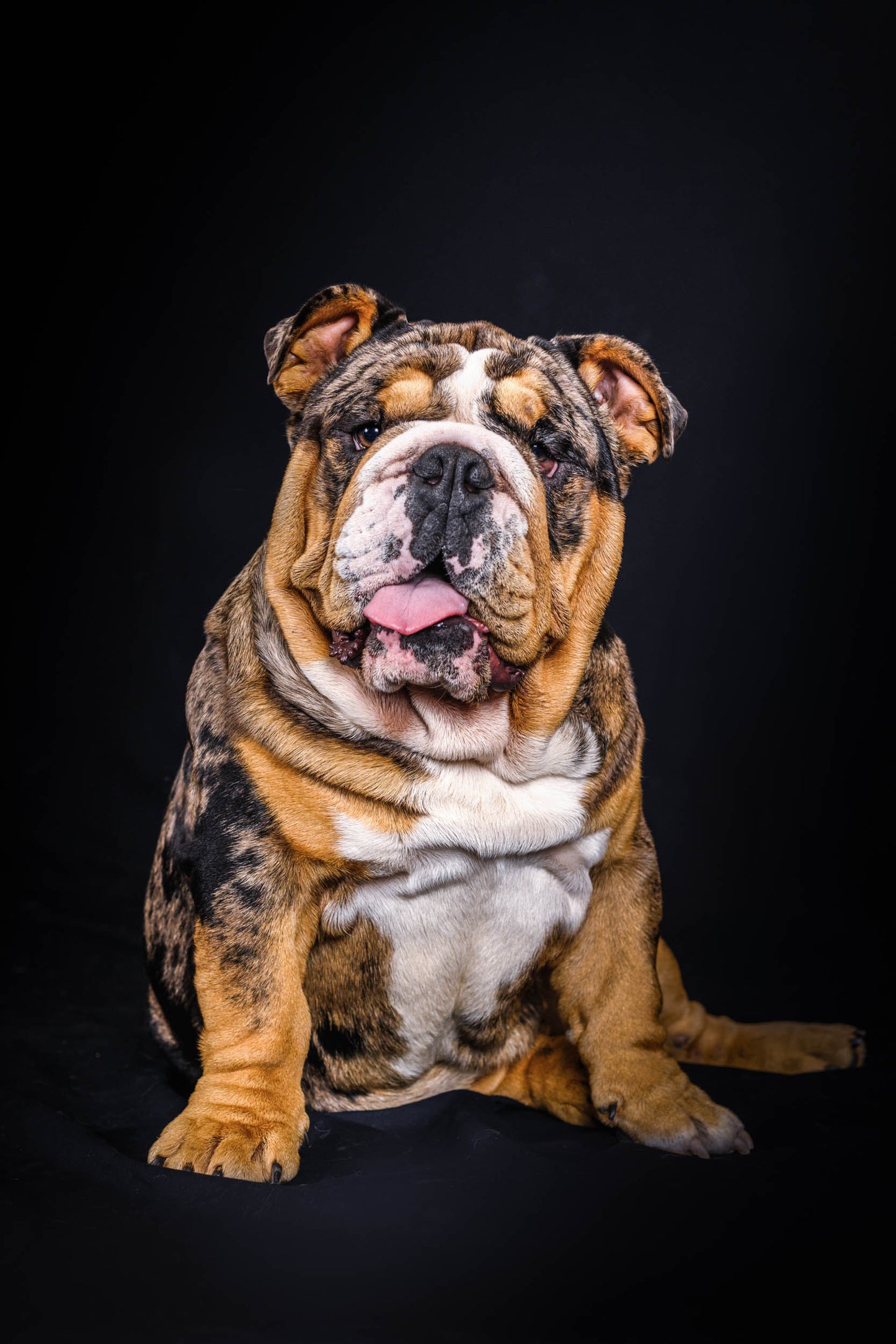 Mr Bow Chicka Wow Wow - Bulldog Stud Duty Fee