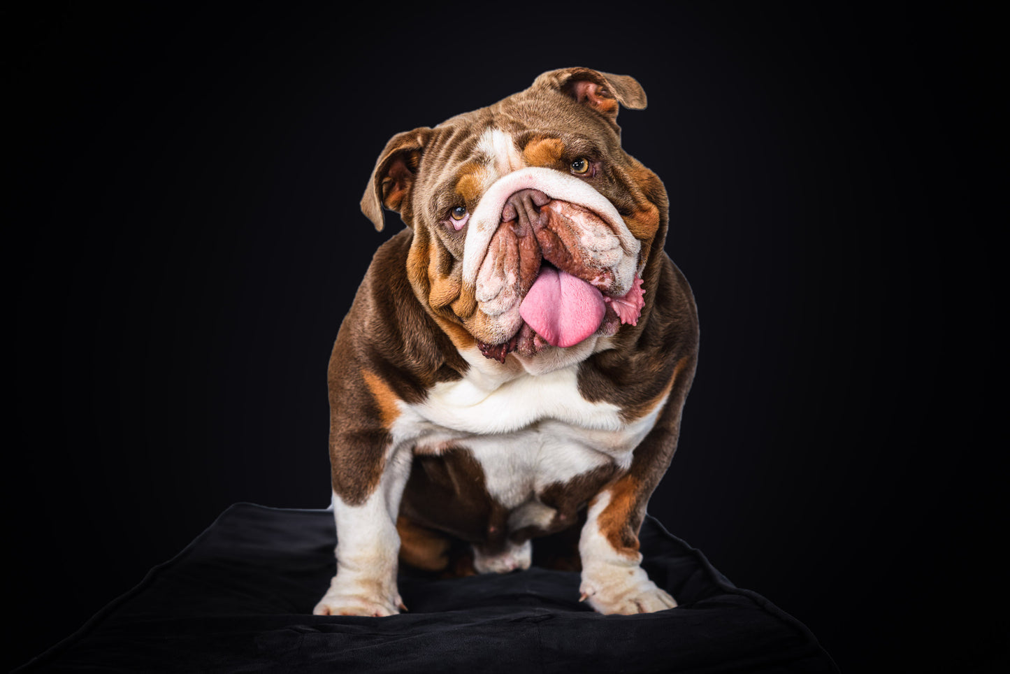 Mr President - Bulldog Stud Duty Fee