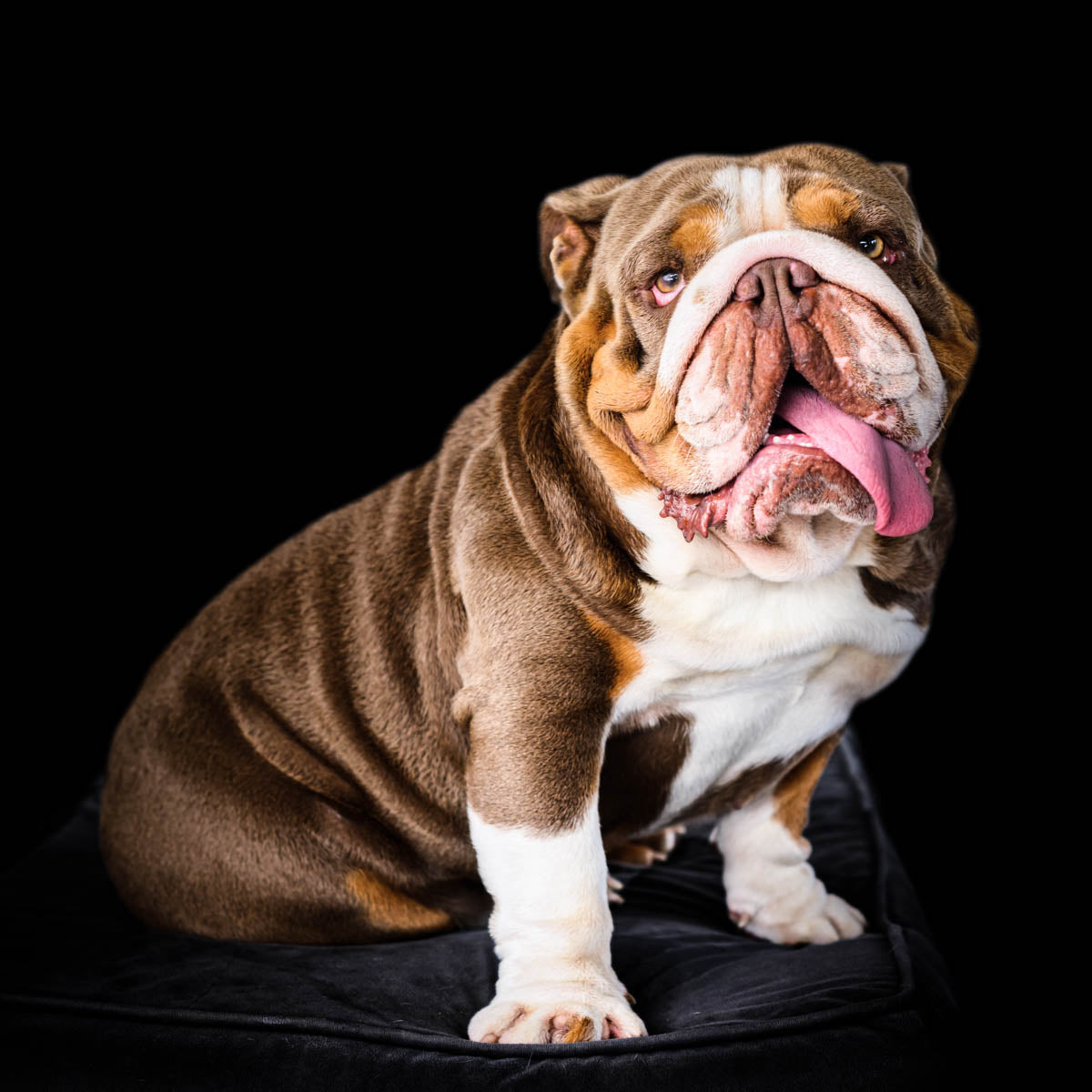 Mr President - Bulldog Stud Duty Fee