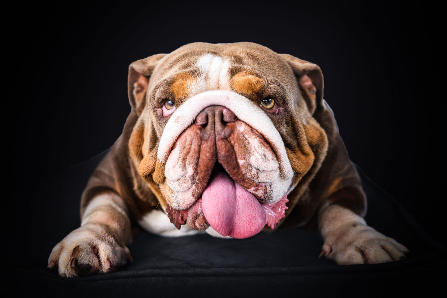 Mr President - Bulldog Stud Duty Fee