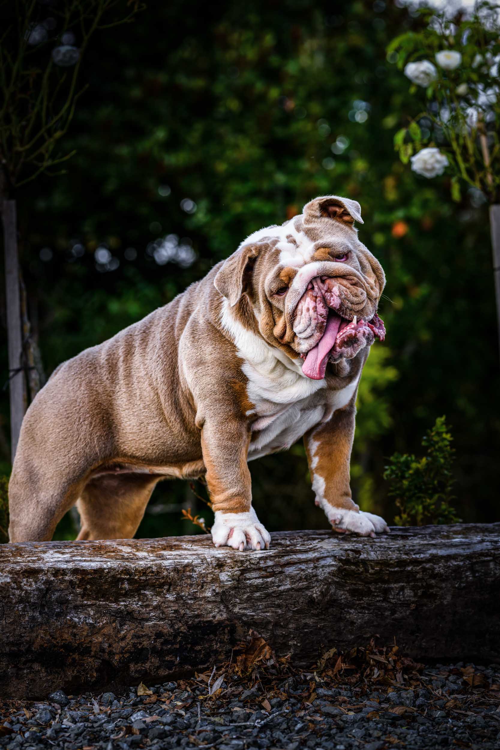 Wow store bulldog puppies