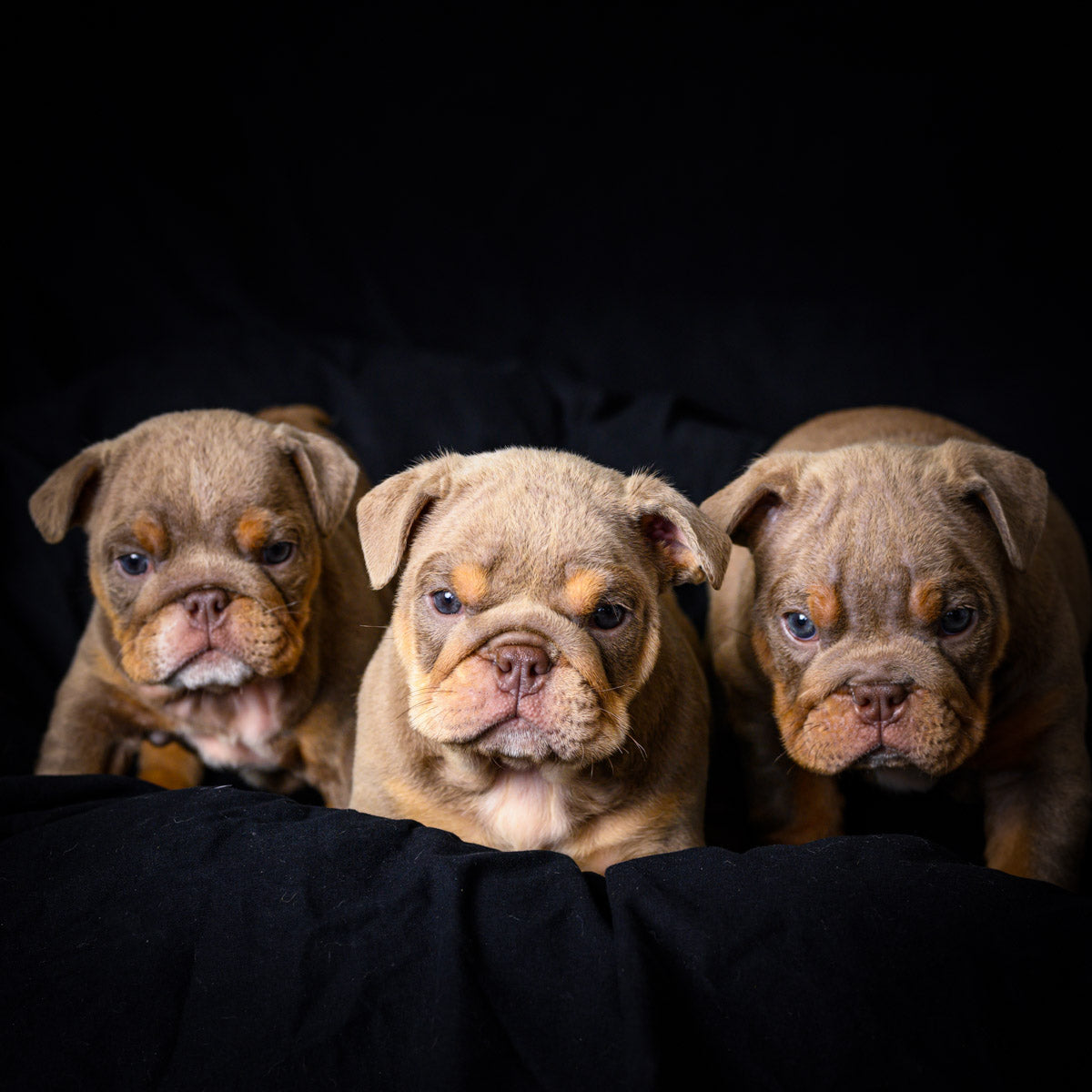 Bulldog Puppy Pre-registration