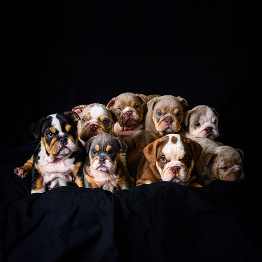 Bulldog Puppy Pre-registration