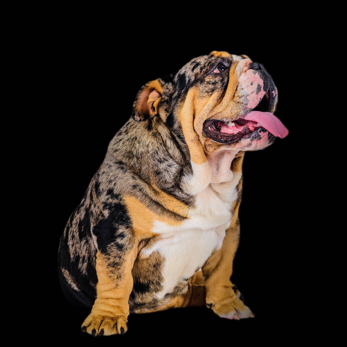 Mr Bow Chicka Wow Wow - Bulldog Stud Duty Fee