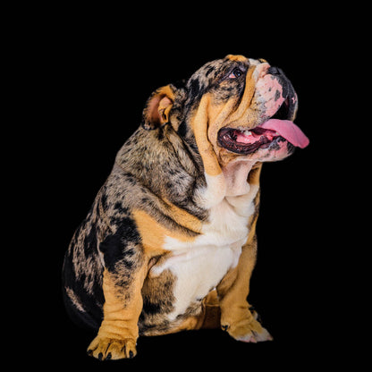 Mr Bow Chicka Wow Wow - Bulldog Stud Duty Fee